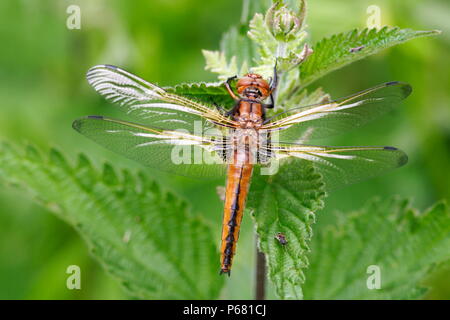 Les rares femmes Chaser Dragonfly () fraîchement émergés Banque D'Images