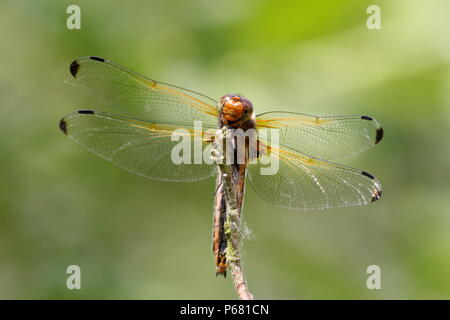 Les rares femmes Chaser libellule Banque D'Images