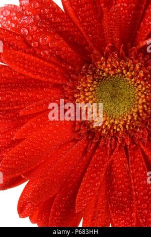 Fleur gerbera rouge avec de l'eau chute libre Banque D'Images