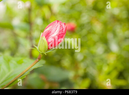 La Chine rouge fleur rose au Jardin | Fleur d'Hibiscus rouge Banque D'Images