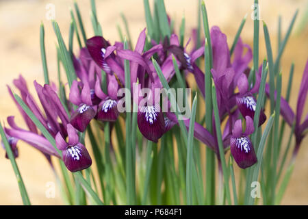 Iris reticulata 'Purple Gem' fleurs. Banque D'Images