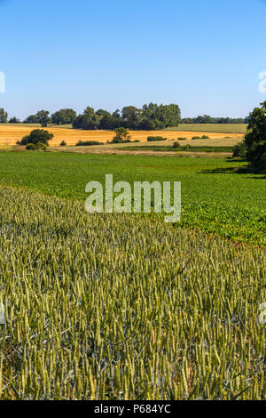 Différentes cultures arables. Premier plan - blé, betterave à sucre, au milieu - champ jaune -l'orge et 2 champs de blé plus haut à droite. Hoxne, Suffolk, UK. Banque D'Images