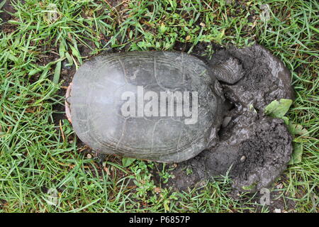 Tortue sauvage ponçant des œufs dans le sol. Banque D'Images