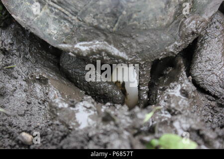 Tortue sauvage ponçant des œufs dans le sol. Banque D'Images