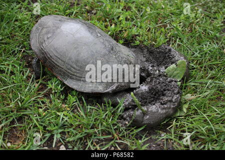 Tortue sauvage ponçant des œufs dans le sol. Banque D'Images