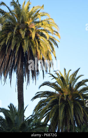 Une paire de matures date de îles Canaries palmiers prendre les derniers rayons de soleil du soir dans le centre de la ville de Sebastopol, Californie Banque D'Images