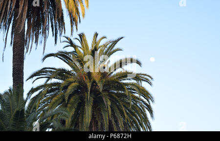 Une paire de matures date de îles Canaries palmiers prendre les derniers rayons de soleil du soir dans le centre de la ville de Sebastopol, Californie Banque D'Images