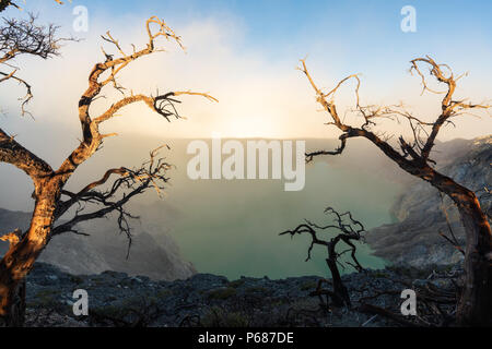 Les arbres morts et de fumée sur le lac Kawah Ijen, célèbre destination voyage volcanique et une attraction touristique en Indonésie Banque D'Images