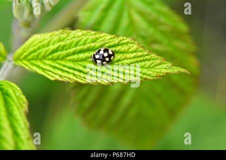 Le noir et blanc coccinelle sur feuille verte dans la nature Banque D'Images