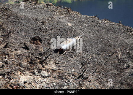 Tameside Moor, Manchester, UK - 28 juin 2018. Le Bellevue Moor wildfire continue à brûler le jeudi après-midi avec des pompiers à l'aide d'un godet d'hélicoptère pour essayer d'éteindre le feu et obtenir le feu. Crédit : Andrew Gardner/Alamy Live News Banque D'Images