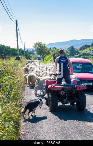 Ardara, comté de Donegal, Irlande. 29 juin 2018. Un agriculteur se déplace les moutons et agneaux provoquant quelques embouteillages sur la côte ouest au milieu des températures torrides. Crédit : Richard Wayman/Alamy Live News Banque D'Images