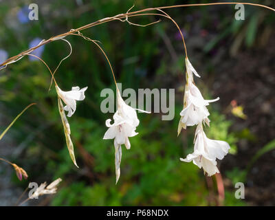 Songe d'une poignée de fleurs de la forme blanche de l'ange de l'Afrique du Sud, canne à pêche Tigridia pulcherrimum 'Guinevere' Banque D'Images