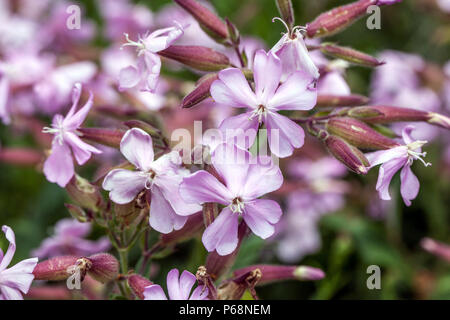 Saponaria 'Max Frei' fleur de Soapwort Banque D'Images