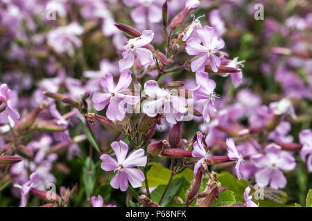 Saponaria x lempergii ' Max Frei ', Soapwort Banque D'Images