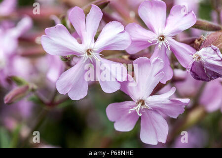 Saponaria x lempergii ' Max Frei ', Soapwort Banque D'Images