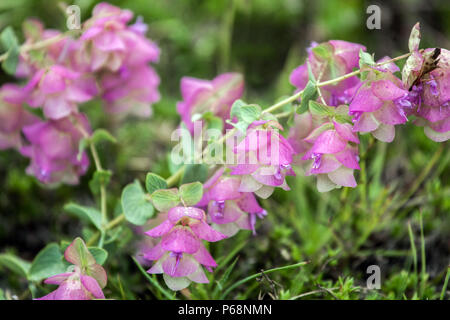 Origanum ' Beauté ' Kent, l'origan, marjolaine Banque D'Images