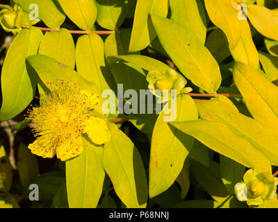 Feuillage jaune doré et powderpuff fleur jaune du revêtement de sol evergreen Rose de Sharon, Hypericum calycinum 'Brigadoon' Banque D'Images