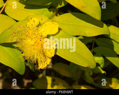 Feuillage jaune doré et powderpuff fleur jaune du revêtement de sol evergreen Rose de Sharon, Hypericum calycinum 'Brigadoon' Banque D'Images