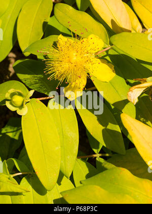 Feuillage jaune doré et powderpuff fleur jaune du revêtement de sol evergreen Rose de Sharon, Hypericum calycinum 'Brigadoon' Banque D'Images