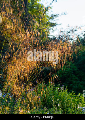 Les chefs de la semence qui pendent de graminées ornementales Stipa gigantea dans lumière du soir Banque D'Images