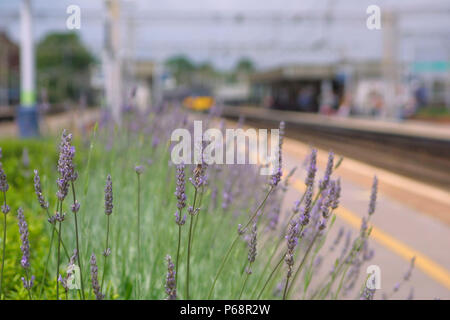 La gare de Watford Junction. L'année 2004. Banque D'Images