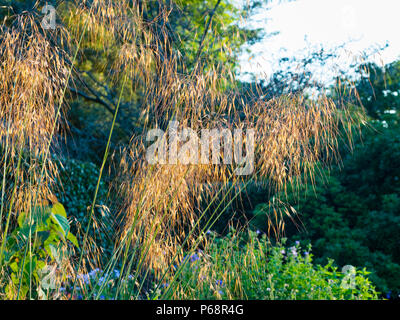 Les chefs de la semence qui pendent de graminées ornementales Stipa gigantea dans lumière du soir Banque D'Images