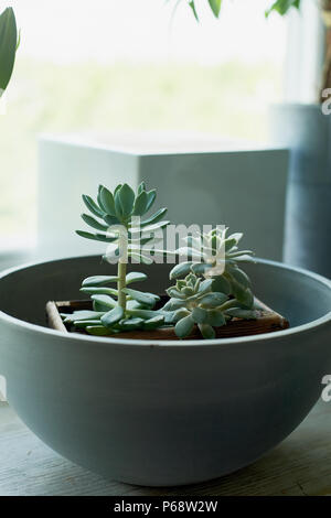 Des fleurs sur le rebord de la fenêtre.succulentes dans un grand vase gris sous le ciment. Banque D'Images