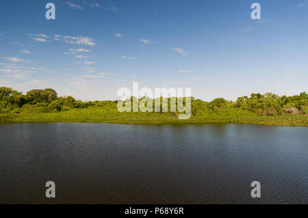 Belle image de la zone humide du Brésil, région riche en faune et flore. Banque D'Images