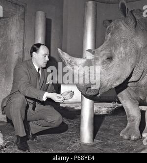 Desmond Morris avec un rhinocéros blanc (Ceratotherium simum) au Zoo de Londres, 1965. Banque D'Images