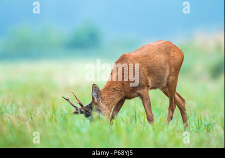 Roe buck sauvage paissant dans un champ Banque D'Images