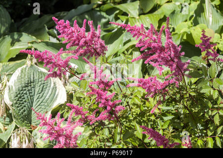 Astilbe x arendsii 'Cattleya', feuille d'hosta, fleurs de jardin violettes juin Banque D'Images