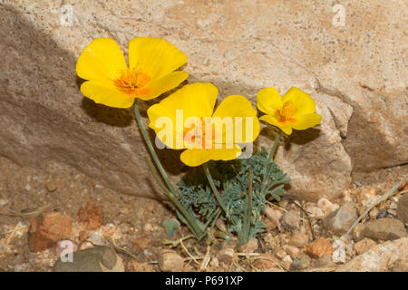 Fleurs de pavot de Californie du sud de l'Arizona, USA. Banque D'Images