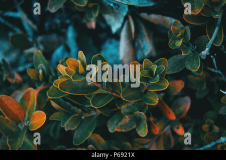 Close-up de Buxus sempervirens feuilles sur l'extérieur Banque D'Images