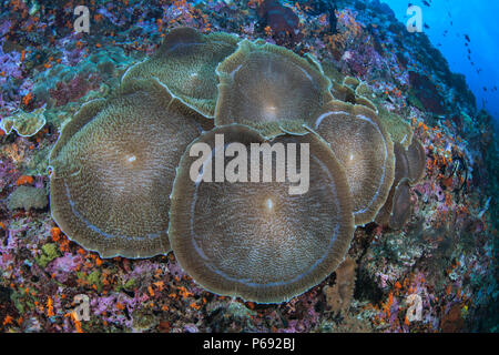 L'oreille de l'éléphant (Amplexidiscus fenestrafer anémone) complètement ouvert sur le mur de corail. Raja Ampat, en Indonésie. Banque D'Images