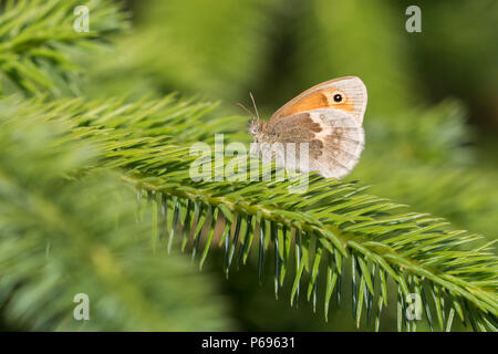 Papillon Small Heath (Coenonympha pamphilus) perché sur un arbre. Tipperary, Irlande Banque D'Images