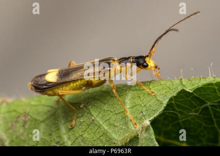Soldat Beetle Malthodes Malthinus sp. ou sp. sur la face inférieure des feuilles de ronce. Tipperary, Irlande Banque D'Images