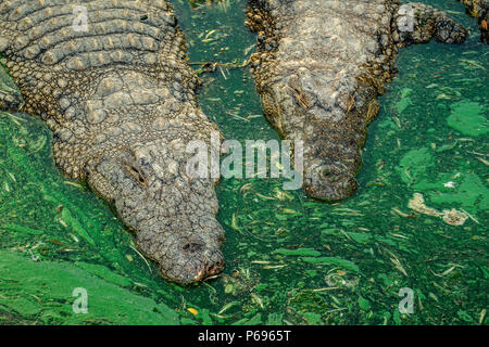 Deux crocodiles du Nil Crocodylus niloticus - - à partir de ci-dessus, dans l'eau avec des algues bleues et des feuilles flottantes. Banque D'Images