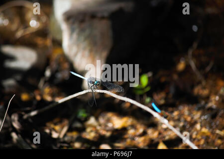 Azur Skimmer libellule (Orthetrum julia capicola) sur tige de la plante dans la forêt Banque D'Images