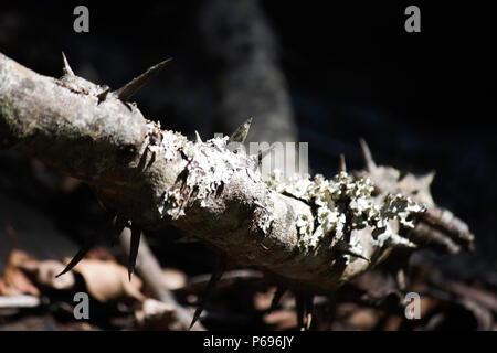 Grande vigne couverte d'Épines en forêt sombre Banque D'Images