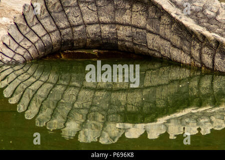 - Le crocodile du Nil Crocodylus niloticus - queue arquée pendant le sommeil avec des réflexions. Banque D'Images