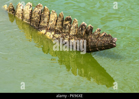 - Le crocodile du Nil Crocodylus niloticus - montrant la queue dans l'eau avec reflets. Banque D'Images