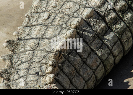 - Le crocodile du Nil Crocodylus niloticus - Close up of haut de la queue. Banque D'Images