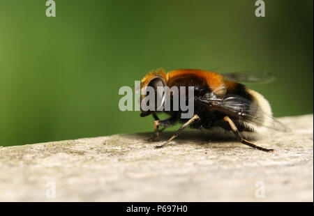 Un joli Hoverfly (Leucozona lucorum) perché sur une clôture en bois dans les bois. Banque D'Images