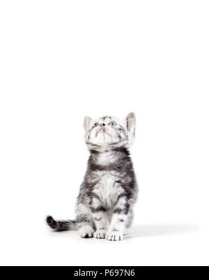 Cheveux courts Britannique silver tabby kitten isolé sur fond blanc Banque D'Images