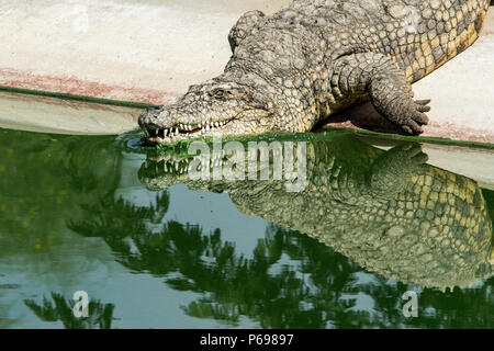 - Le crocodile du Nil Crocodylus niloticus - entrée dans l'eau montrant des réflexions. Banque D'Images