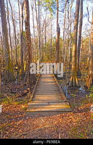 En une promenade dans la forêt des basses terres Congaree National Park en Caroline du Sud Banque D'Images