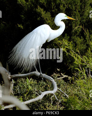 Grande aigrette dans le plumage d'élevage se tient gracieusement sur des branches tordues, affichant de longs panaches blancs et la peau du visage vert sur un fond de dense Banque D'Images