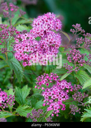 Petit rouge fleurs roses en grappes de la debse hardy arbuste à feuilles caduques, Spiraea japonica 'Anthony Waterer' Banque D'Images