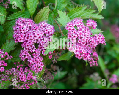 Petit rouge fleurs roses en grappes de la debse hardy arbuste à feuilles caduques, Spiraea japonica 'Anthony Waterer' Banque D'Images