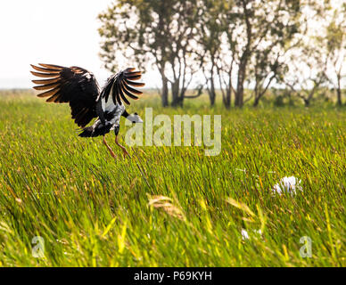 OIE Magpie du Nord de l'Australie Banque D'Images